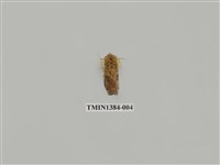 藏品(夜蛾科)的圖片